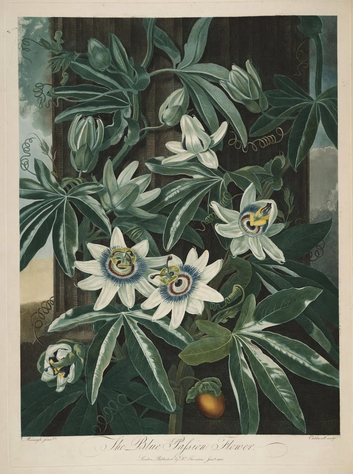 The Temple of Flora 1807 Blue Passion-flower Canvas Art - Philip Reinagle (24 x 36)