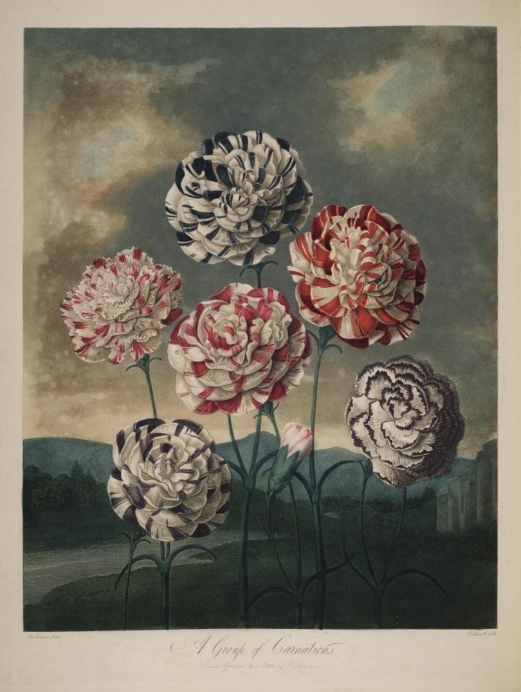 The Temple of Flora 1807 Carnations Canvas Art - Peter C Henderson (24 x 36)
