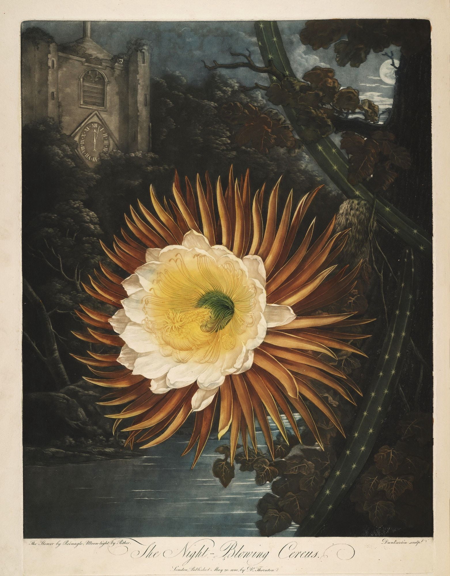 The Temple of Flora 1807 Cereus Canvas Art - P & Pether Reinagle (18 x 24)