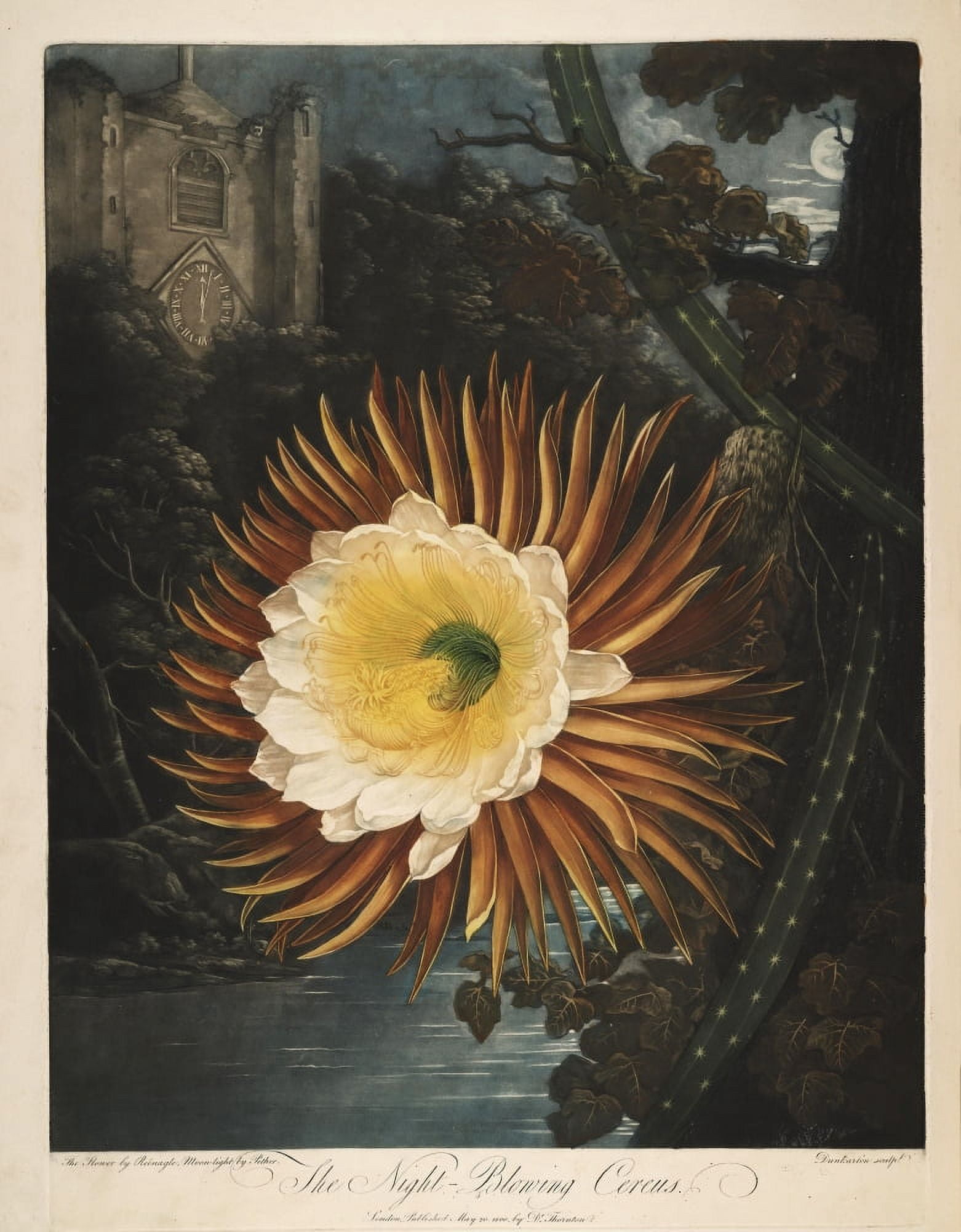 The Temple of Flora 1807 Cereus Canvas Art - P & Pether Reinagle (24 x 36)