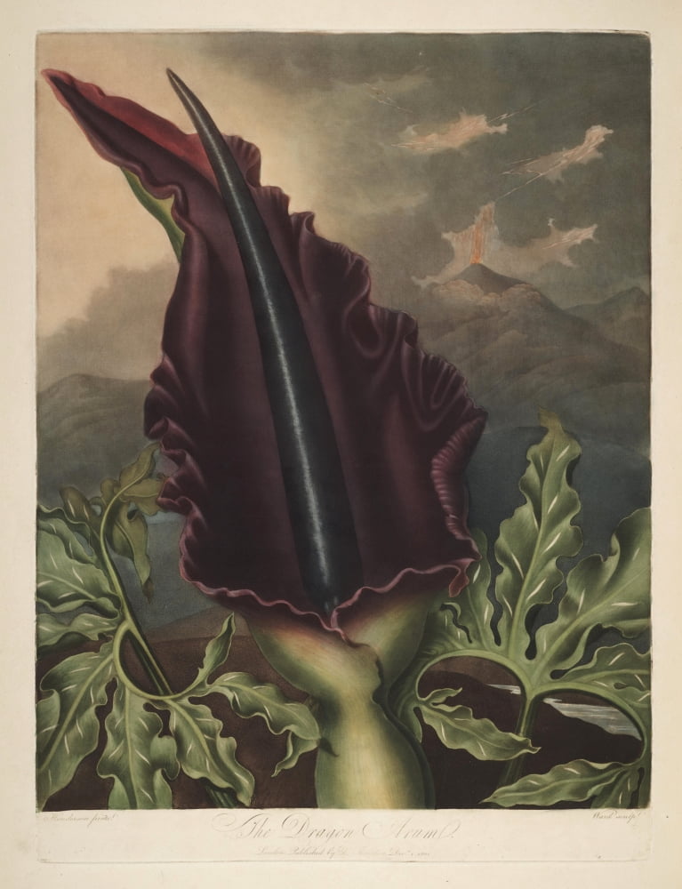 The Temple of Flora 1807 Dragon Arum Canvas Art - Peter C Henderson (18 x 24)