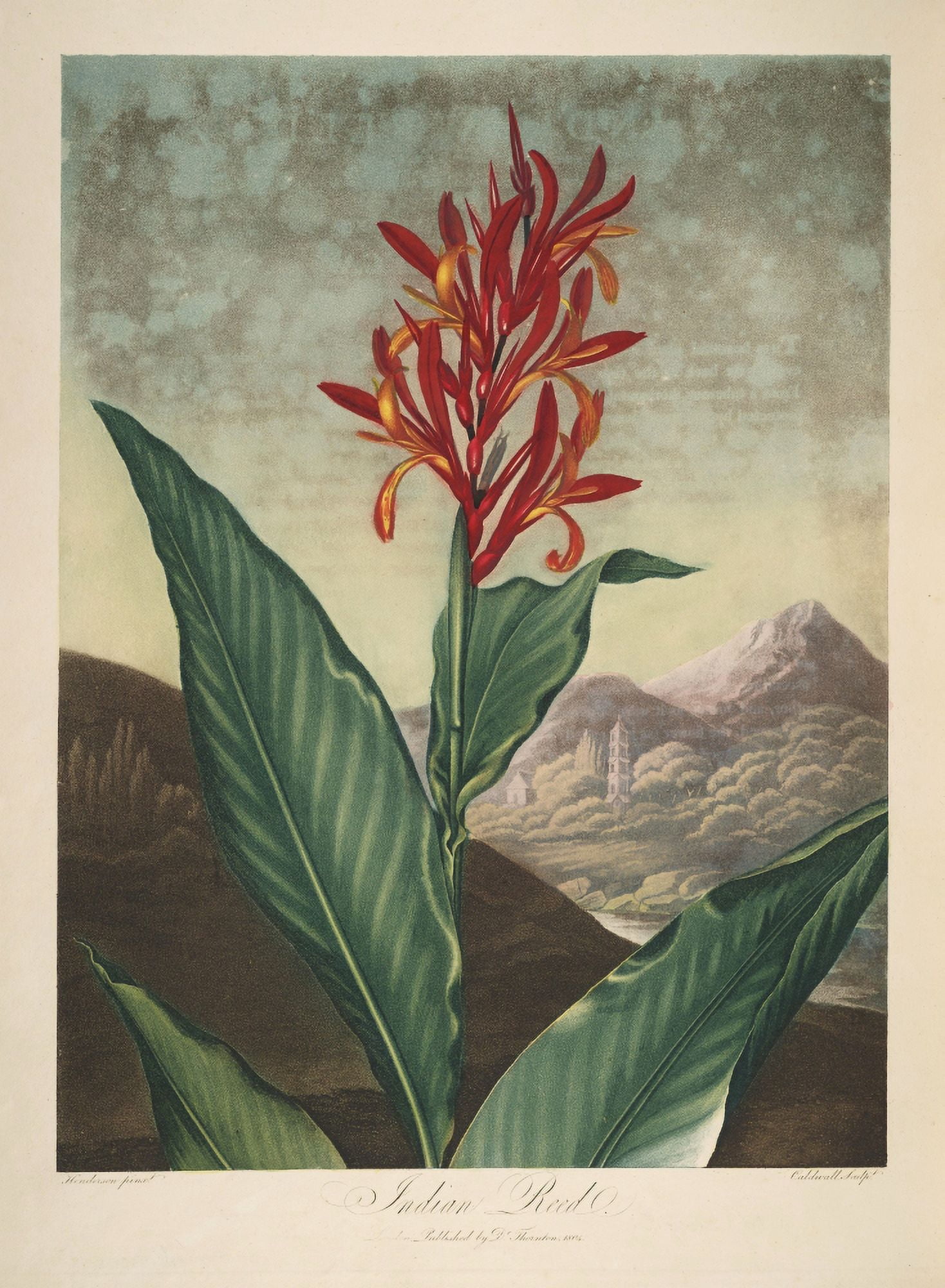 The Temple of Flora 1807 Indian Reed Canvas Art - Peter C Henderson (24 x 36)