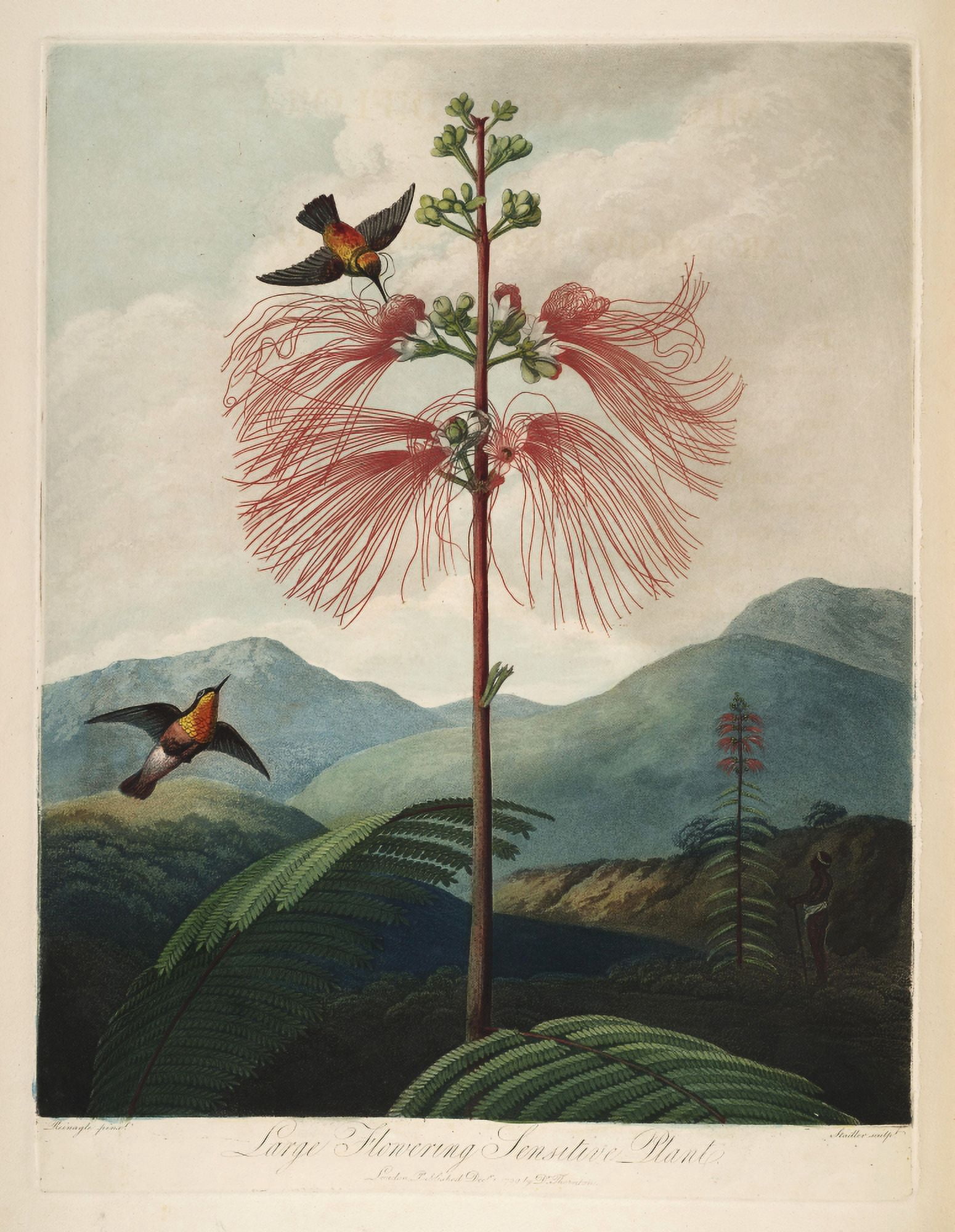 The Temple of Flora 1807 Large-flowering Sensitive Plant Canvas Art - Philip Reinagle (24 x 36)