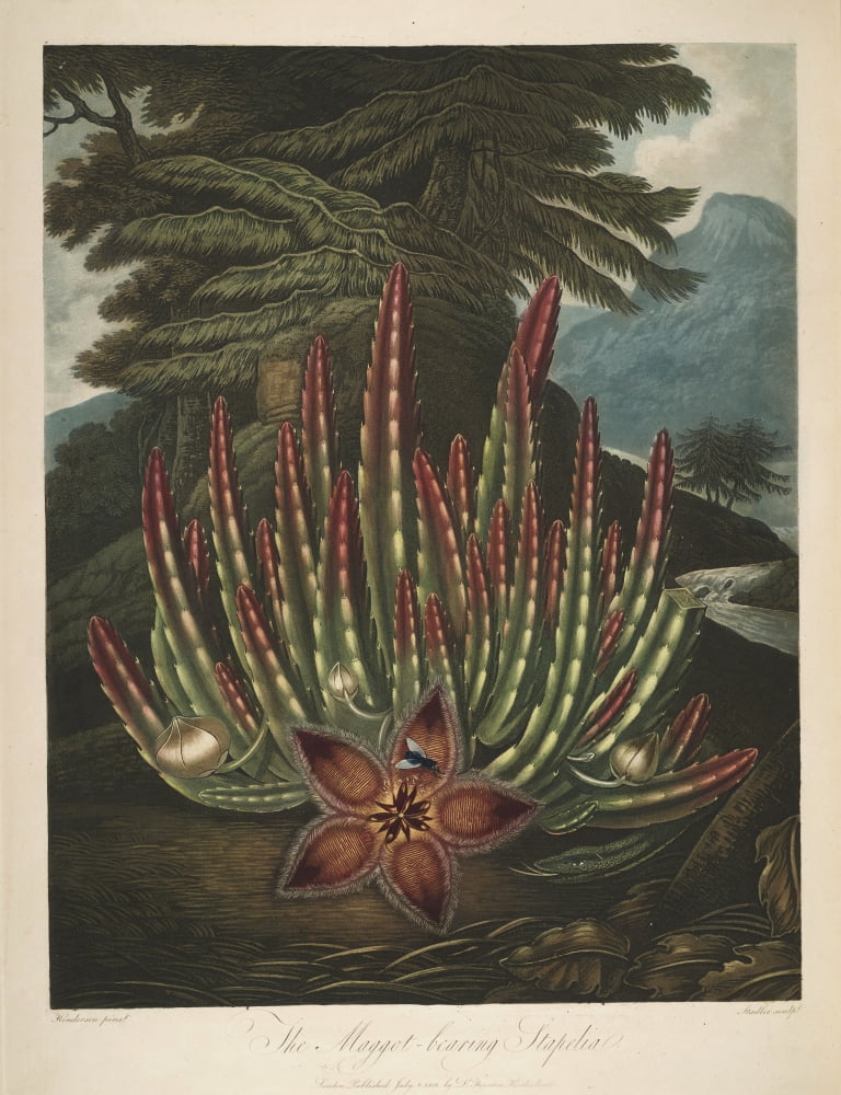 The Temple of Flora 1807 Maggot-bearing Stapelia Canvas Art - Peter C Henderson (18 x 24)