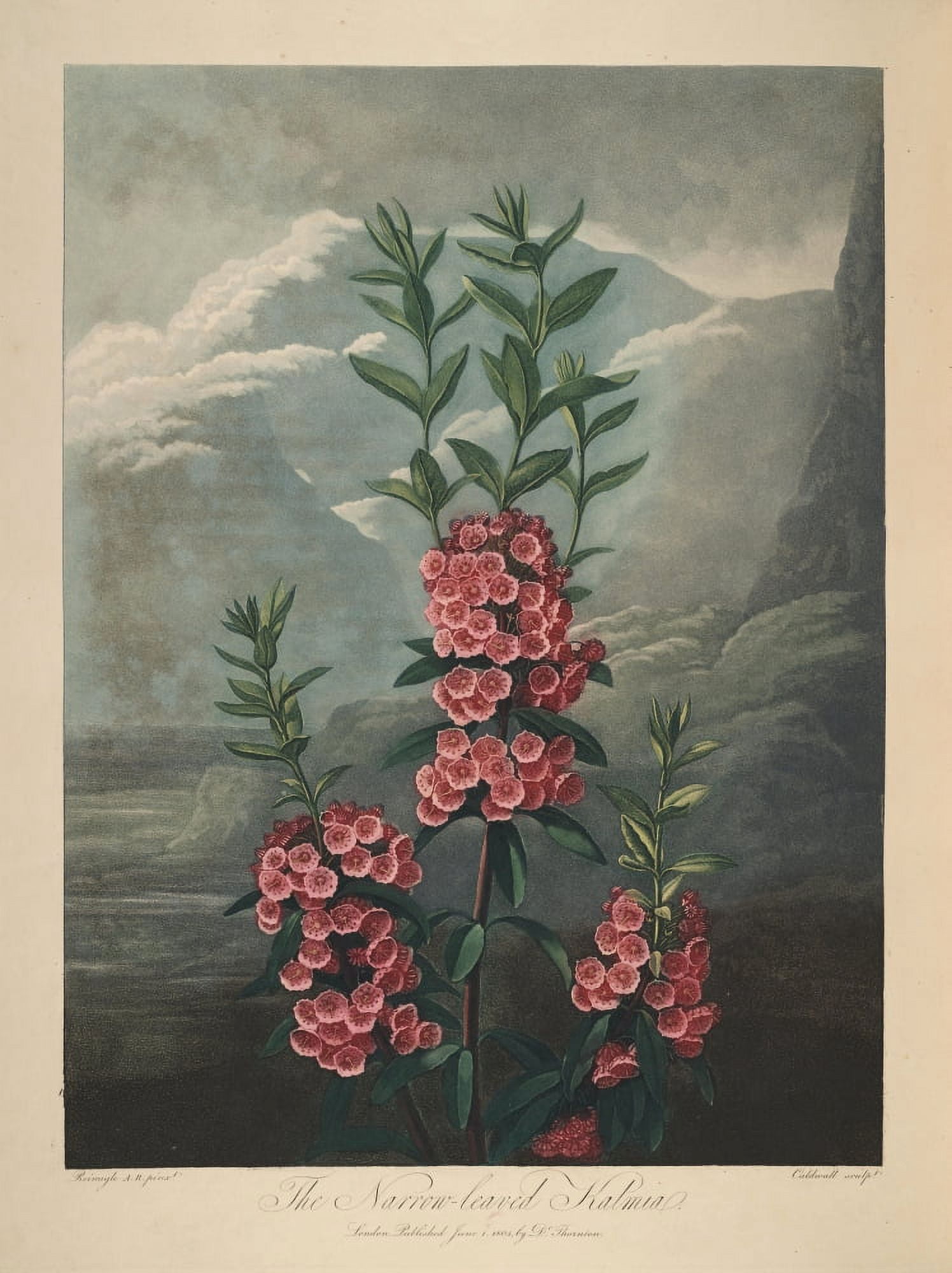 The Temple of Flora 1807 Narrow-leaved Kalmia Canvas Art - Philip Reinagle (18 x 24)