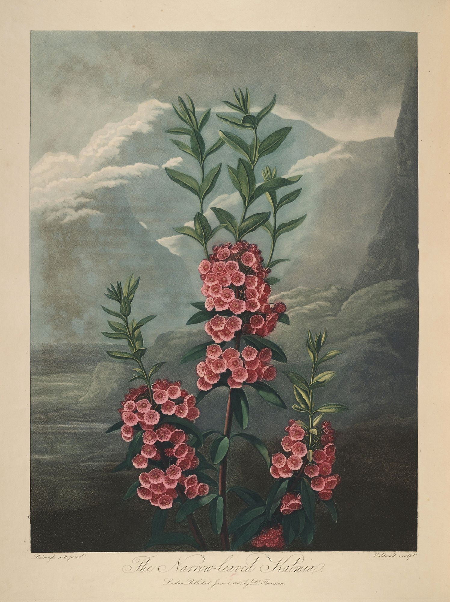 The Temple of Flora 1807 Narrow-leaved Kalmia Canvas Art - Philip Reinagle (24 x 36)