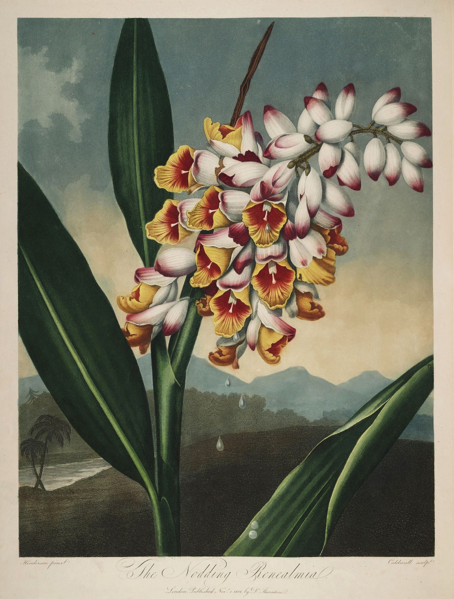 The Temple of Flora 1807 Nodding Renealmia Canvas Art - Peter C Henderson (18 x 24)
