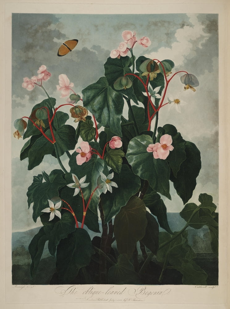 The Temple of Flora 1807 Oblique-leaved Begonia Canvas Art - Philip Reinagle (24 x 36)