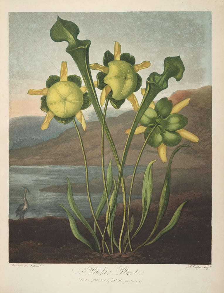 The Temple of Flora 1807 Pitcher Plant Canvas Art - Philip Reinagle (18 x 24)