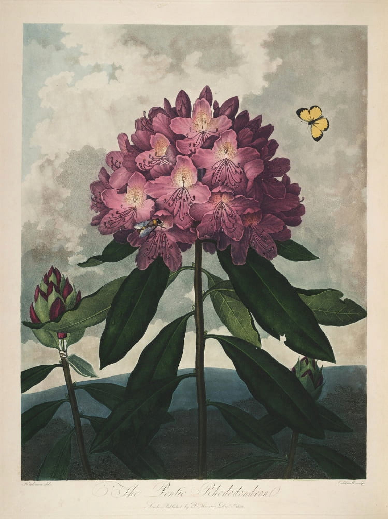 The Temple of Flora 1807 Pontic Rhododendron Canvas Art - Peter C Henderson (18 x 24)