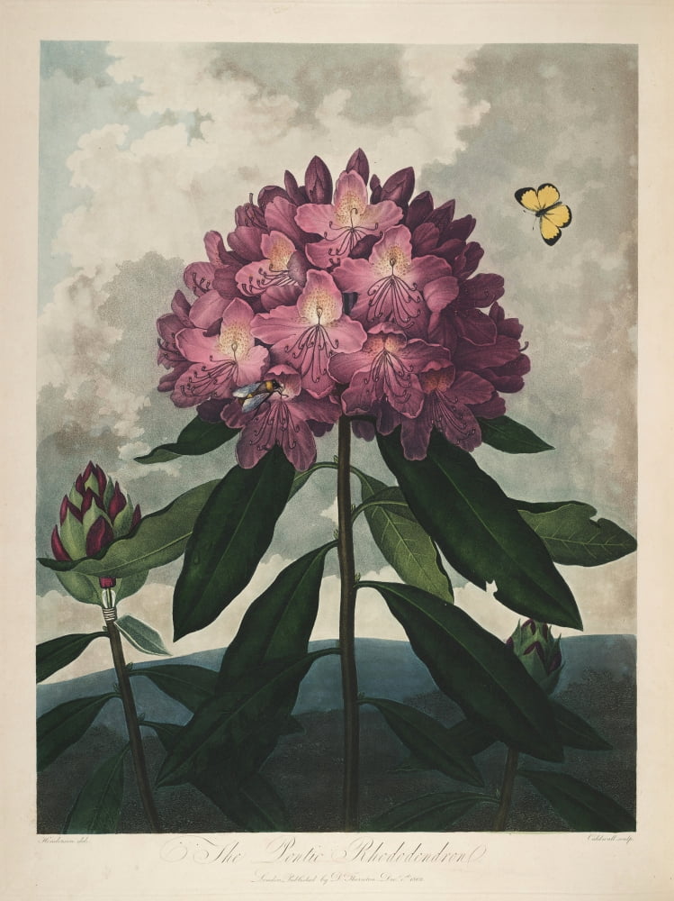 The Temple of Flora 1807 Pontic Rhododendron Canvas Art - Peter C Henderson (24 x 36)