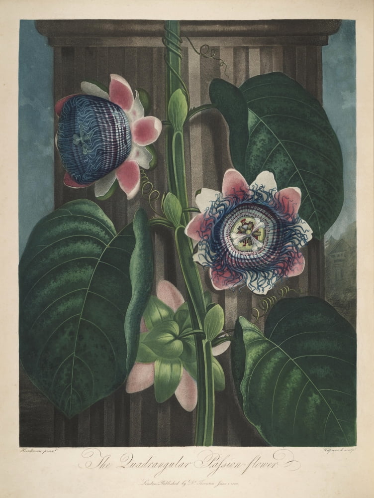 The Temple of Flora 1807 Quadrangular Passion-flower Canvas Art - Peter C Henderson (18 x 24)