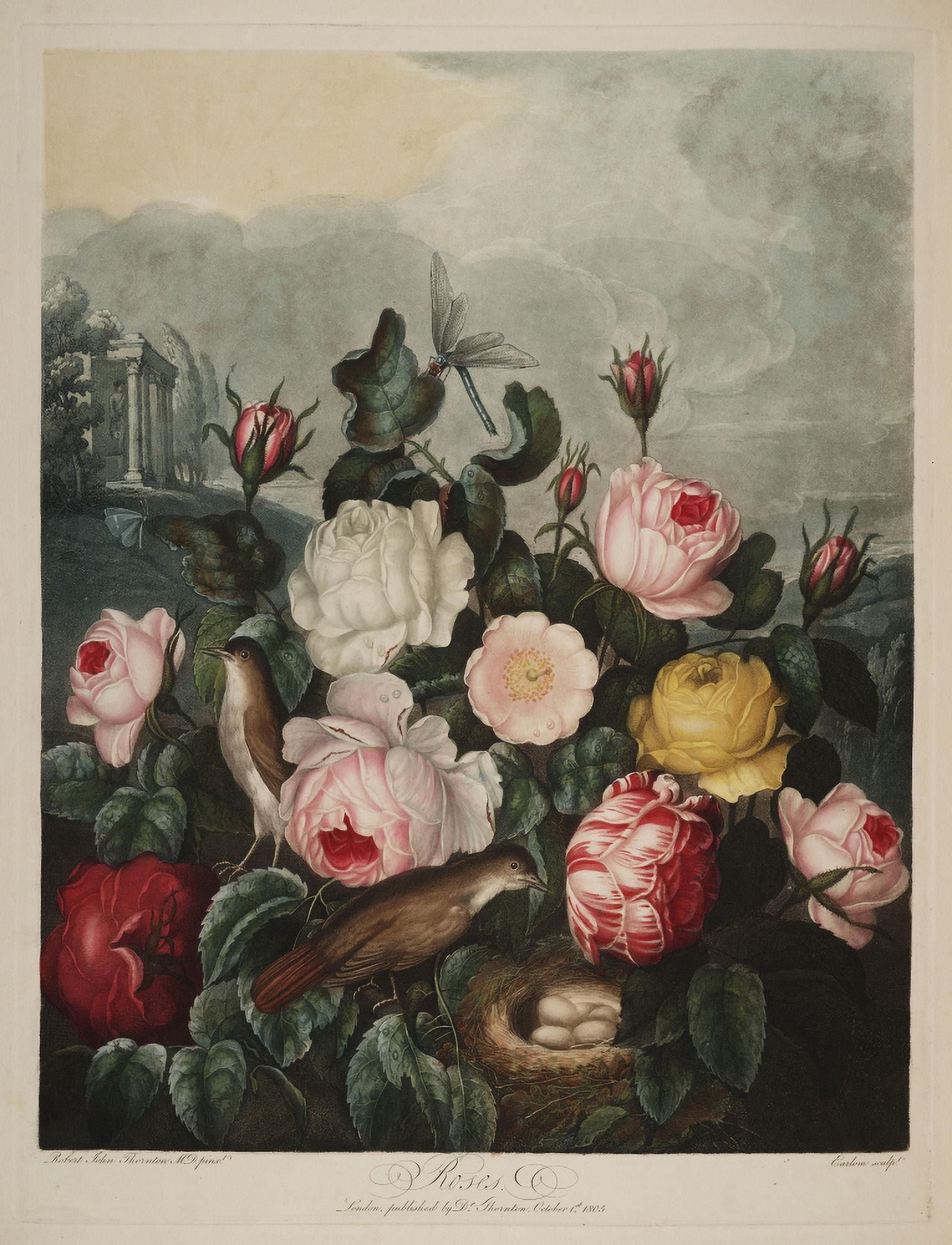 The Temple of Flora 1807 Roses Canvas Art - Robert John Thornton (18 x 24)