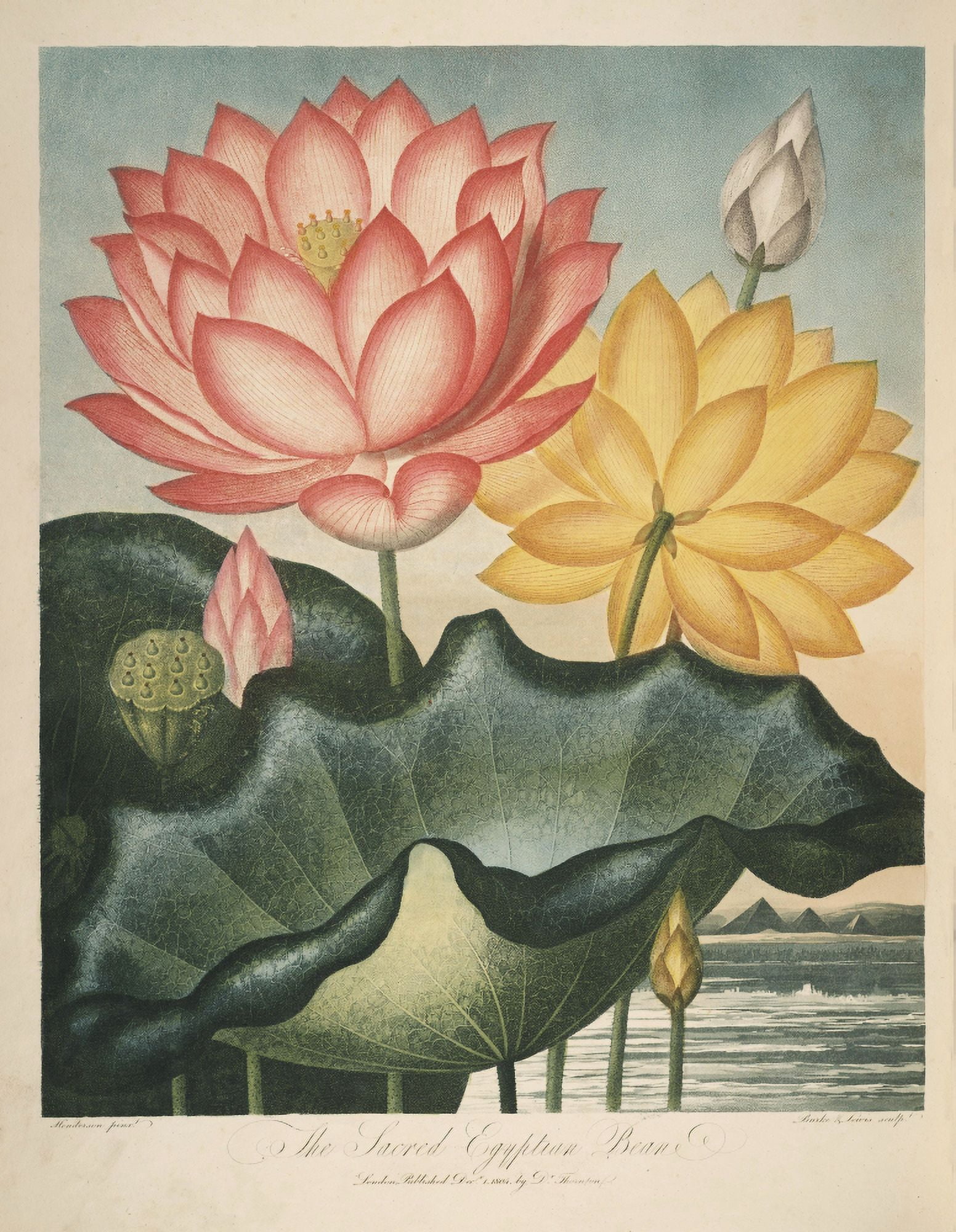 The Temple of Flora 1807 Sacred Egyptian Bean Canvas Art - Peter C Henderson (18 x 24)