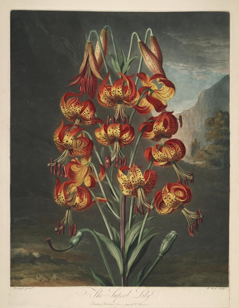 The Temple of Flora 1807 Superb Lily Canvas Art - Philip Reinagle (18 x 24)