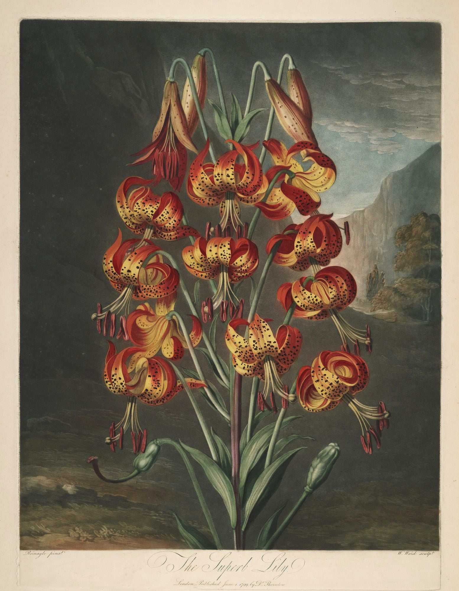 The Temple of Flora 1807 Superb Lily Canvas Art - Philip Reinagle (24 x 36)