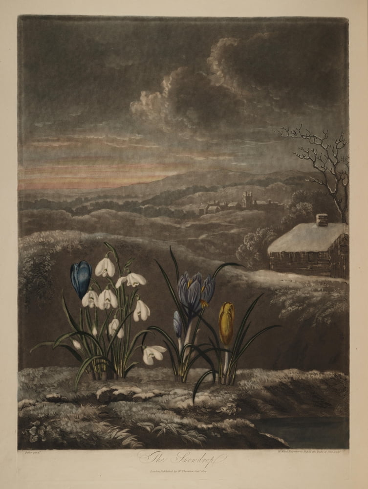 The Temple of Flora 1807 The Snowdrop Canvas Art - Abraham Pether (24 x 36)
