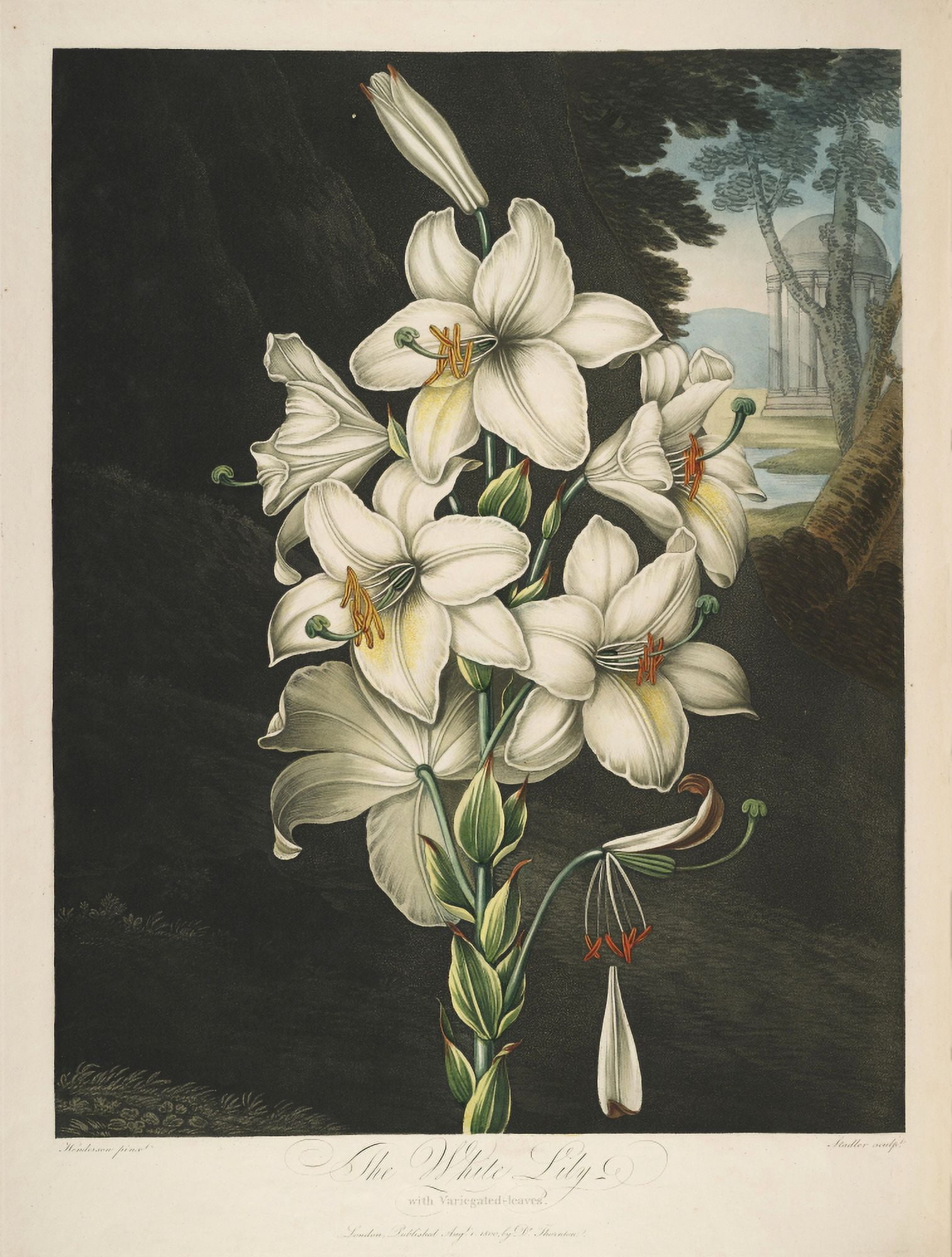 The Temple of Flora 1807 White Lily Canvas Art - Peter C Henderson (24 x 36)