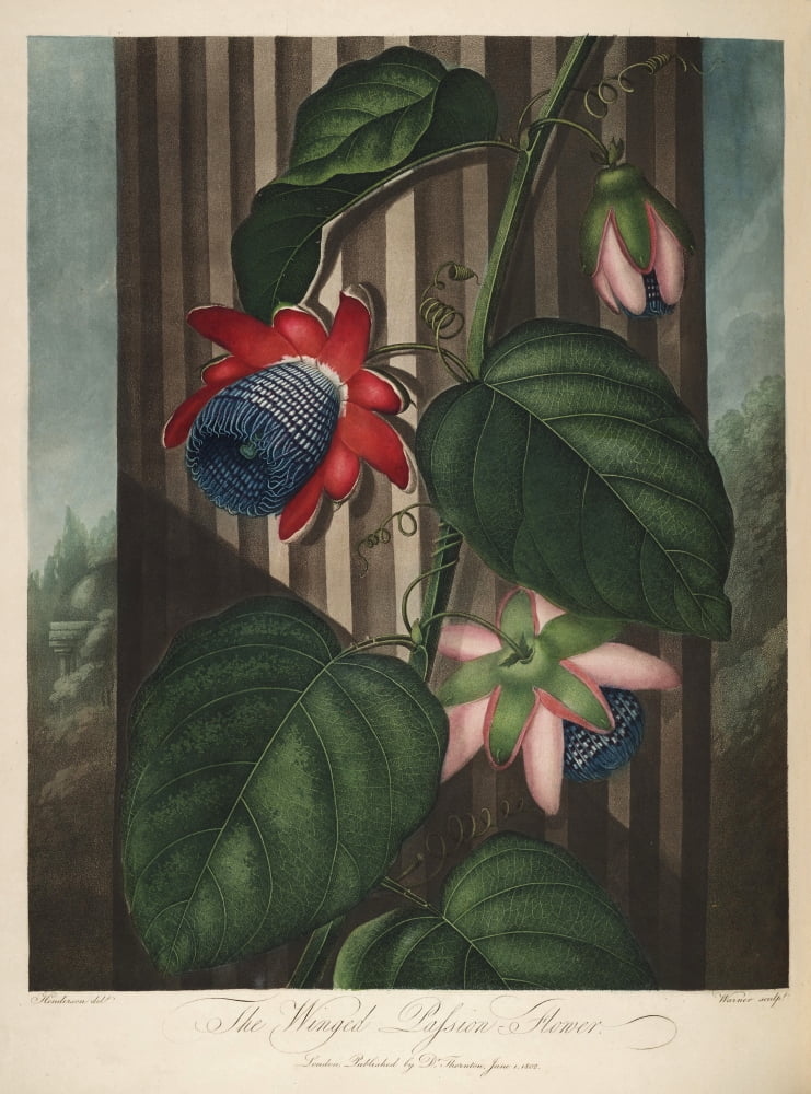 The Temple of Flora 1807 Winged Passion-flower Canvas Art - Peter C Henderson (24 x 36)