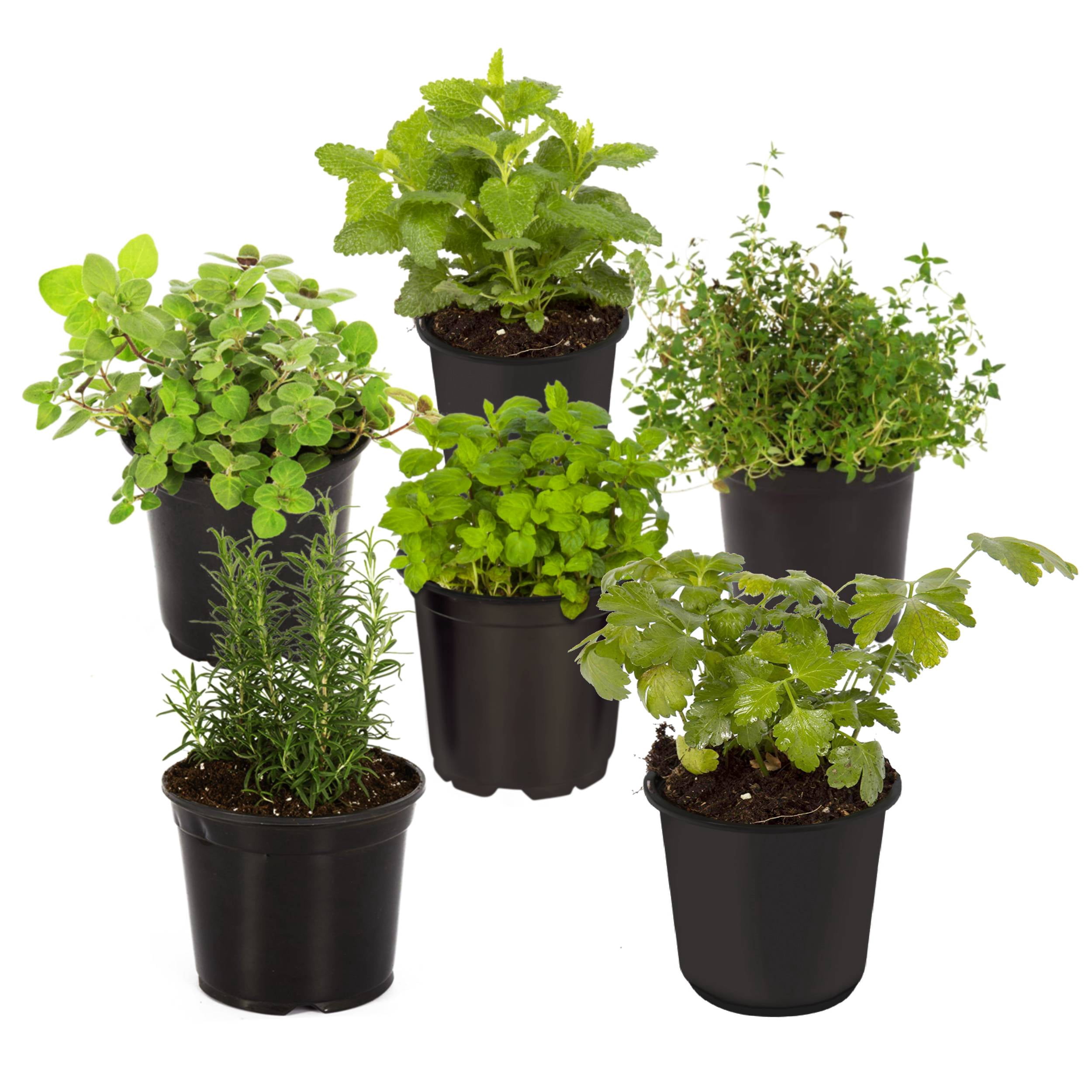 Live Herbal Plants - Assorted (6 Pack) - Lavender, Eucalyptus, Lemon Balm,  Parsley, 6"" Tall, 3"" Wide in 1 Pint Pot" - Walmart.com