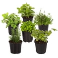thumbnail image 1 of The Three Company 6" Assorted Herbs Live Plants in 1 Pint Pots (6 Count), 1 of 3