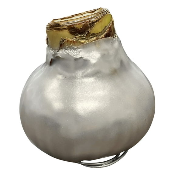 The Three Company Silver Waxed Amaryllis Plant Bulbs No Watering Needed