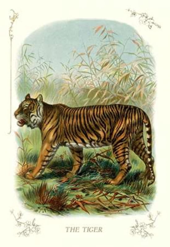 The Tiger 1900 Canvas Art - Unknown (24 x 36)