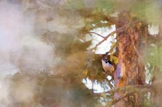 The Tiny Woodpecker Canvas Art - Roberta Murray (12 x 18)