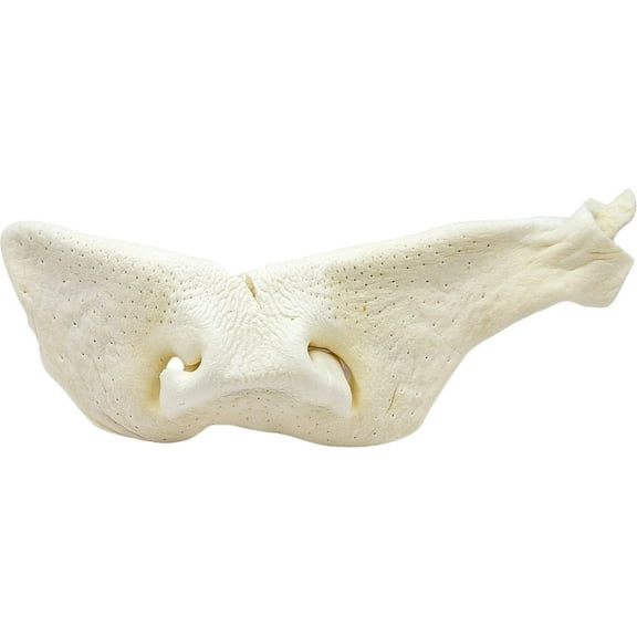 The Treat Shack 8 to 9-in Beef Snouts Natural Dog Chew Treats, Jumbo, 6CT