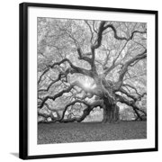 The Tree Square-BW 2 Framed Photographic Print by Moises Levy, 24" x 24", Sold by Art.com