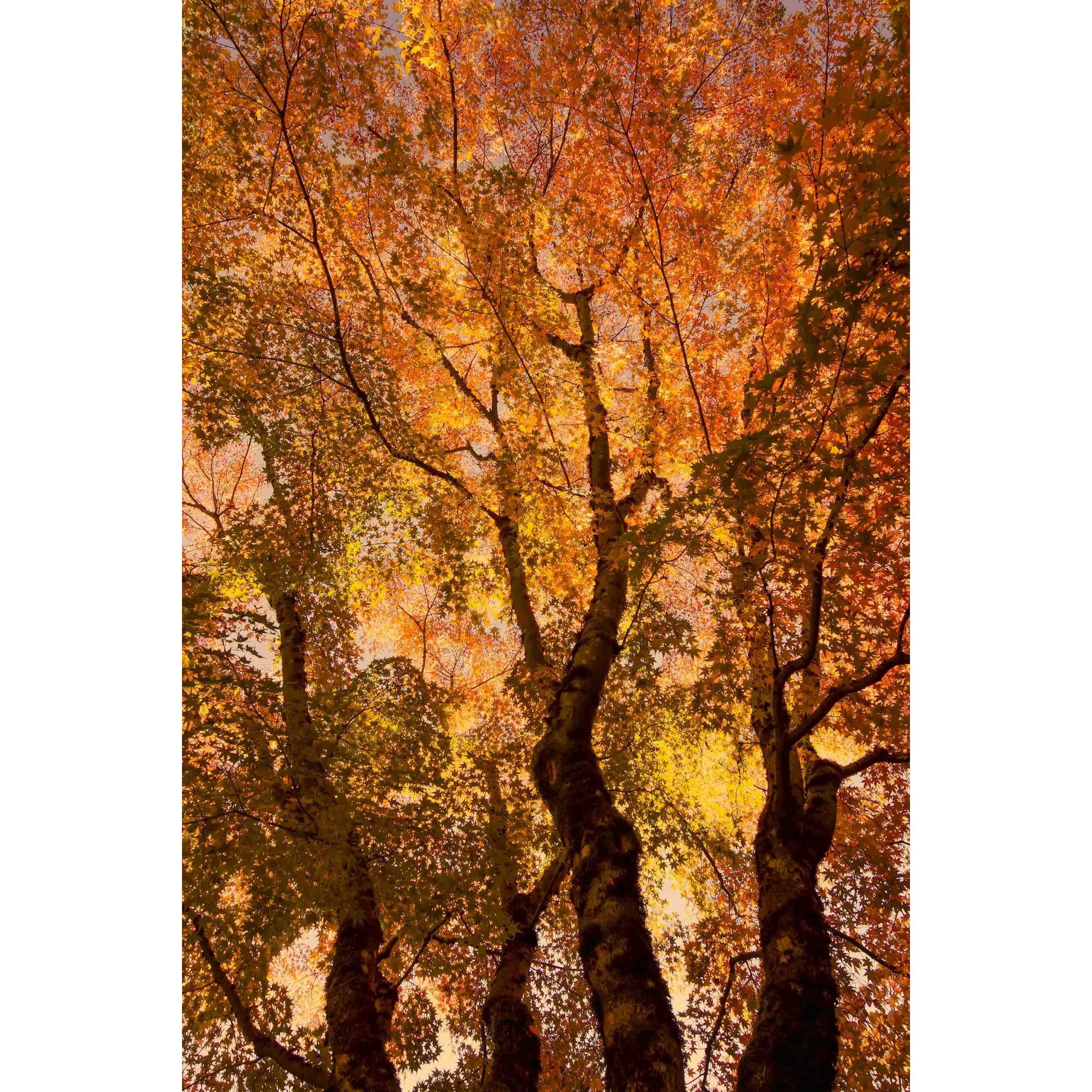 "The Trees Dance" Painting Print on Canvas
