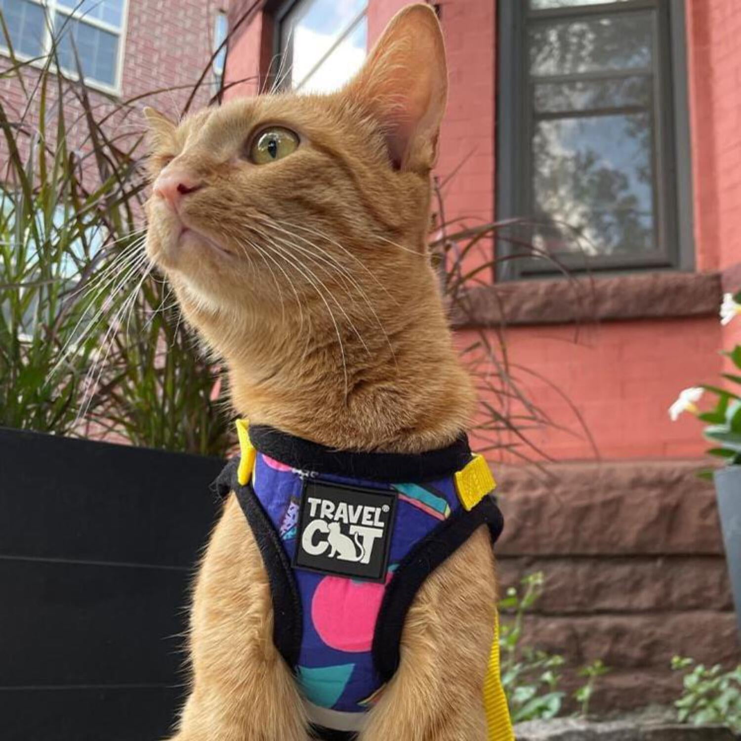 "The '90s Cat" Limited-Edition Harness  Leash Set