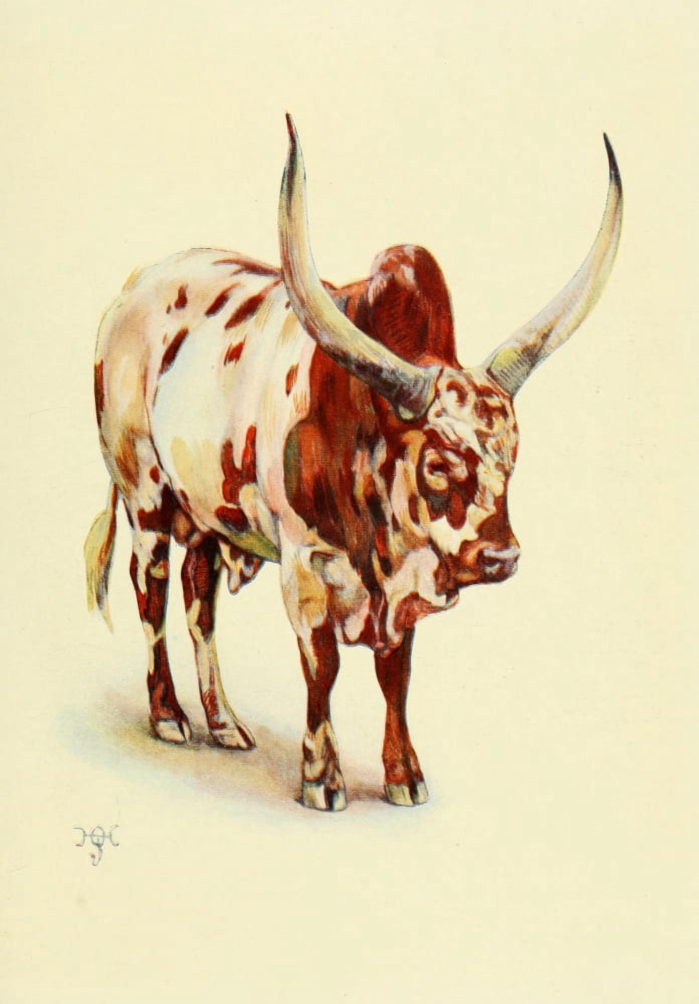 The Uganda Protectorate 1902 Ankole bull Canvas Art - Sir Harry Johnston (24 x 36)