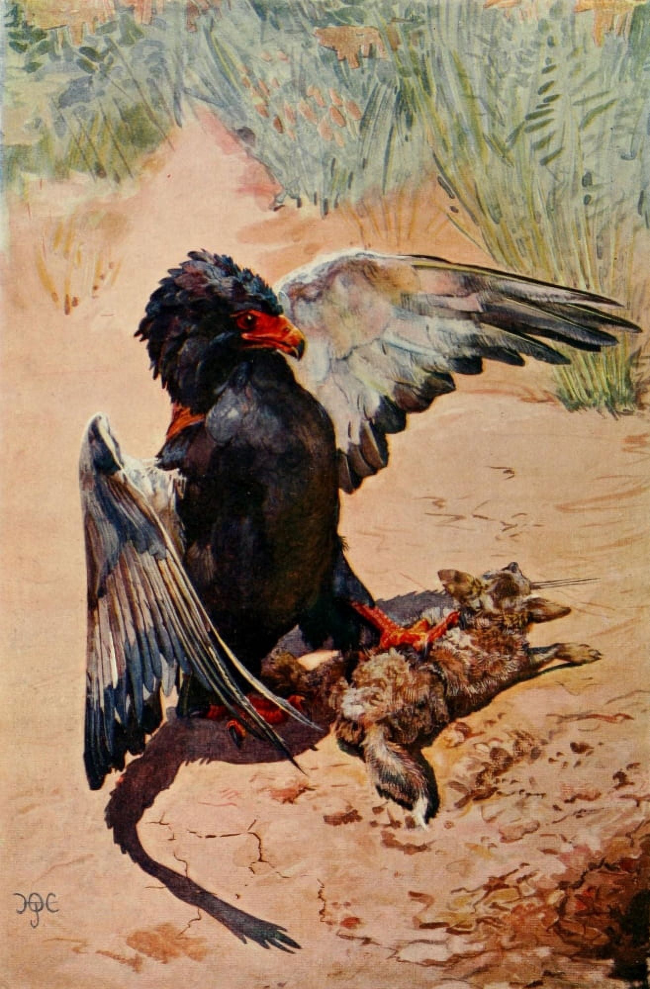 The Uganda Protectorate 1902 Bateleur Eagle striking a young jackal Canvas Art - Sir Harry Johnston (18 x 24)