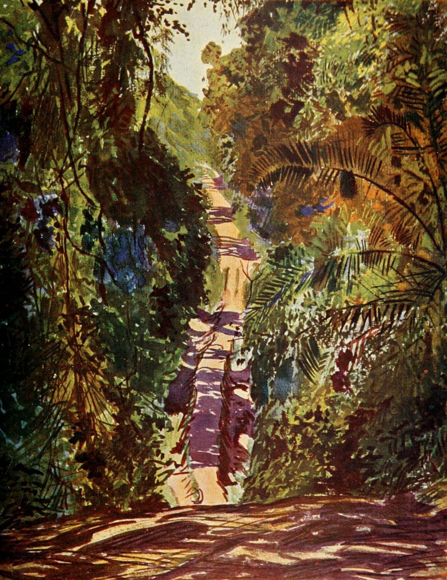 The Uganda Protectorate 1902 Causeway through a swampy forest Uganda Canvas Art - Sir Harry Johnston (24 x 36)