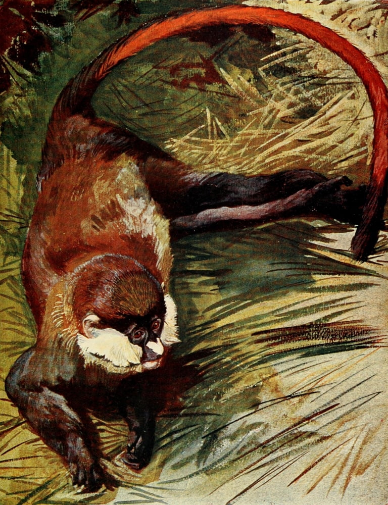 The Uganda Protectorate 1902 Cercopithecus monkey Canvas Art - Sir Harry Johnston (18 x 24)