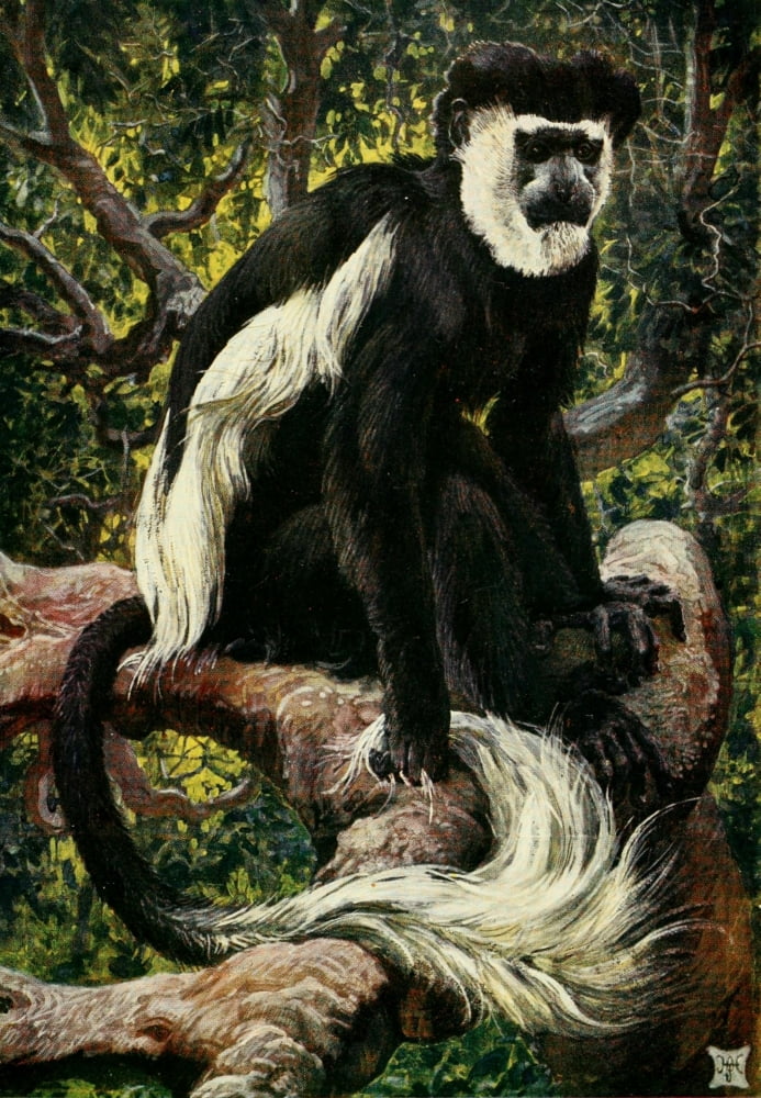 The Uganda Protectorate 1902 Common Colobus monkey of Central Africa Canvas Art - Sir Harry Johnston (18 x 24)