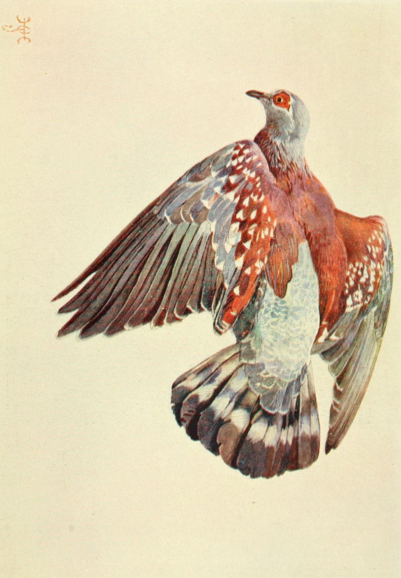 The Uganda Protectorate 1902 Common pigeon on Mount Elgon Canvas Art - Sir Harry Johnston (24 x 36)