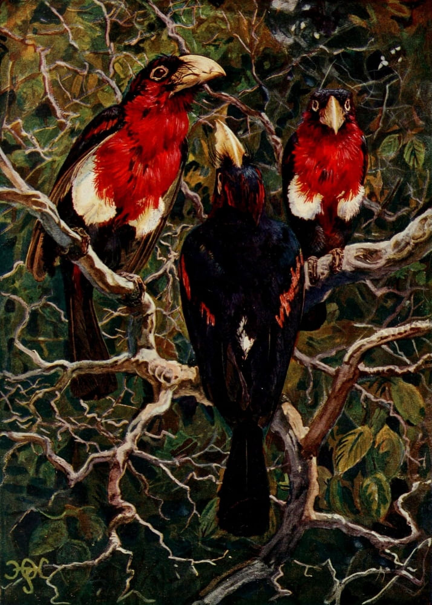 The Uganda Protectorate 1902 Crimson-breasted Barbets Canvas Art - Sir Harry Johnston (18 x 24)