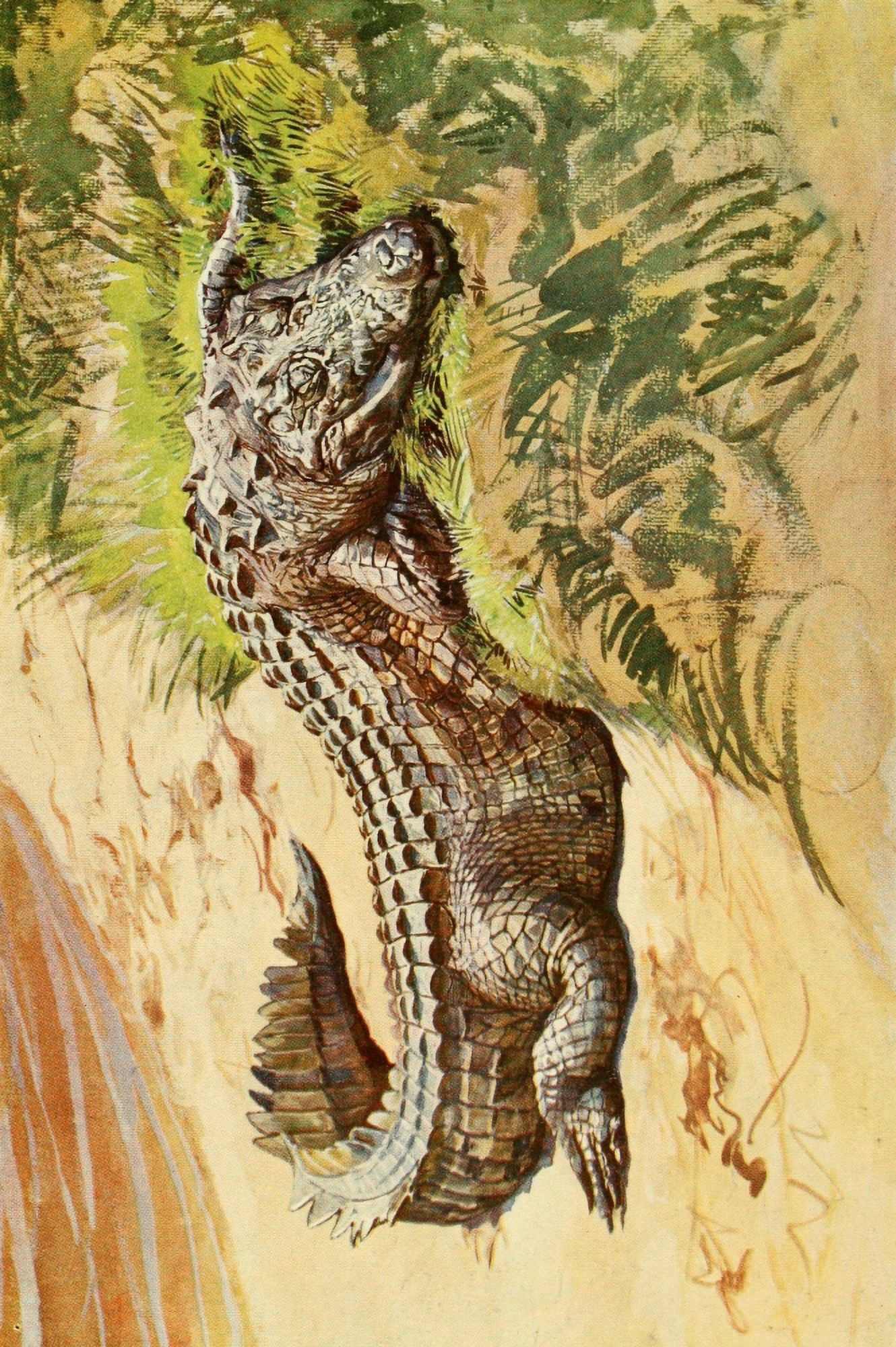 The Uganda Protectorate 1902 Crocodile sleeping Canvas Art - Sir Harry Johnston (24 x 36)