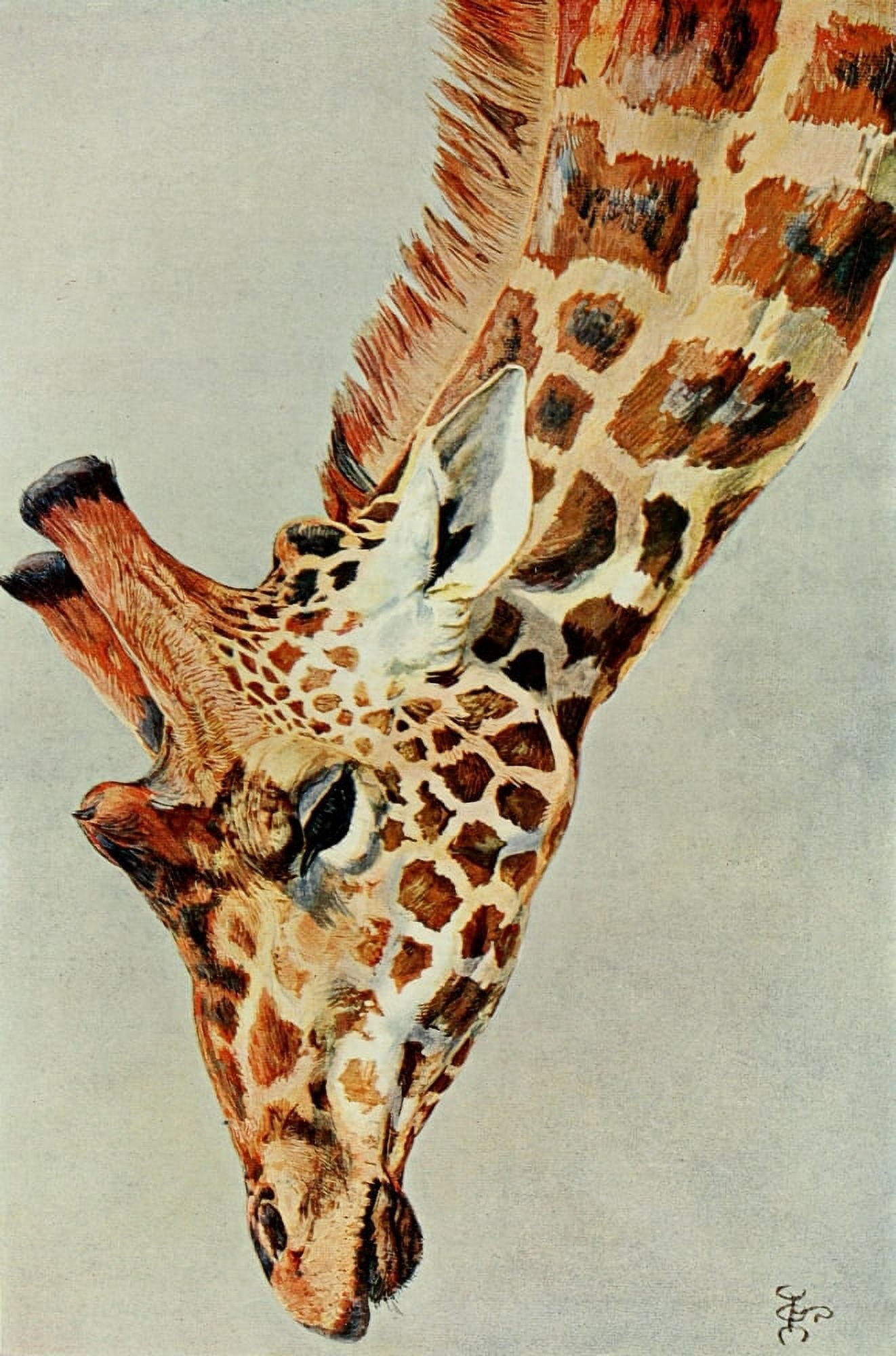 The Uganda Protectorate 1902 Five-horned giraffe Canvas Art - Sir Harry Johnston (24 x 36)