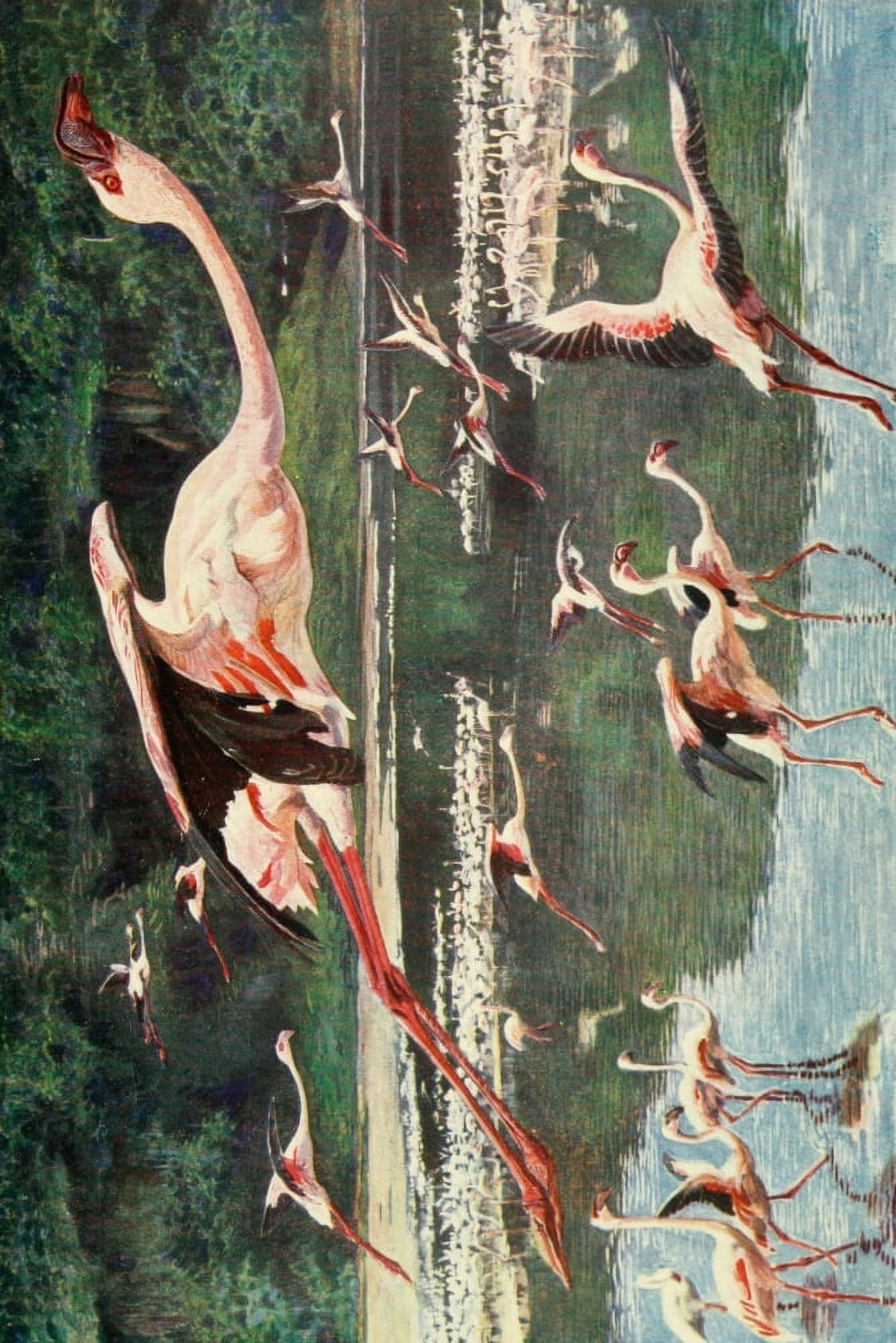 The Uganda Protectorate 1902 Flamingoes on Lake Hannington Canvas Art - Sir Harry Johnston (24 x 36)
