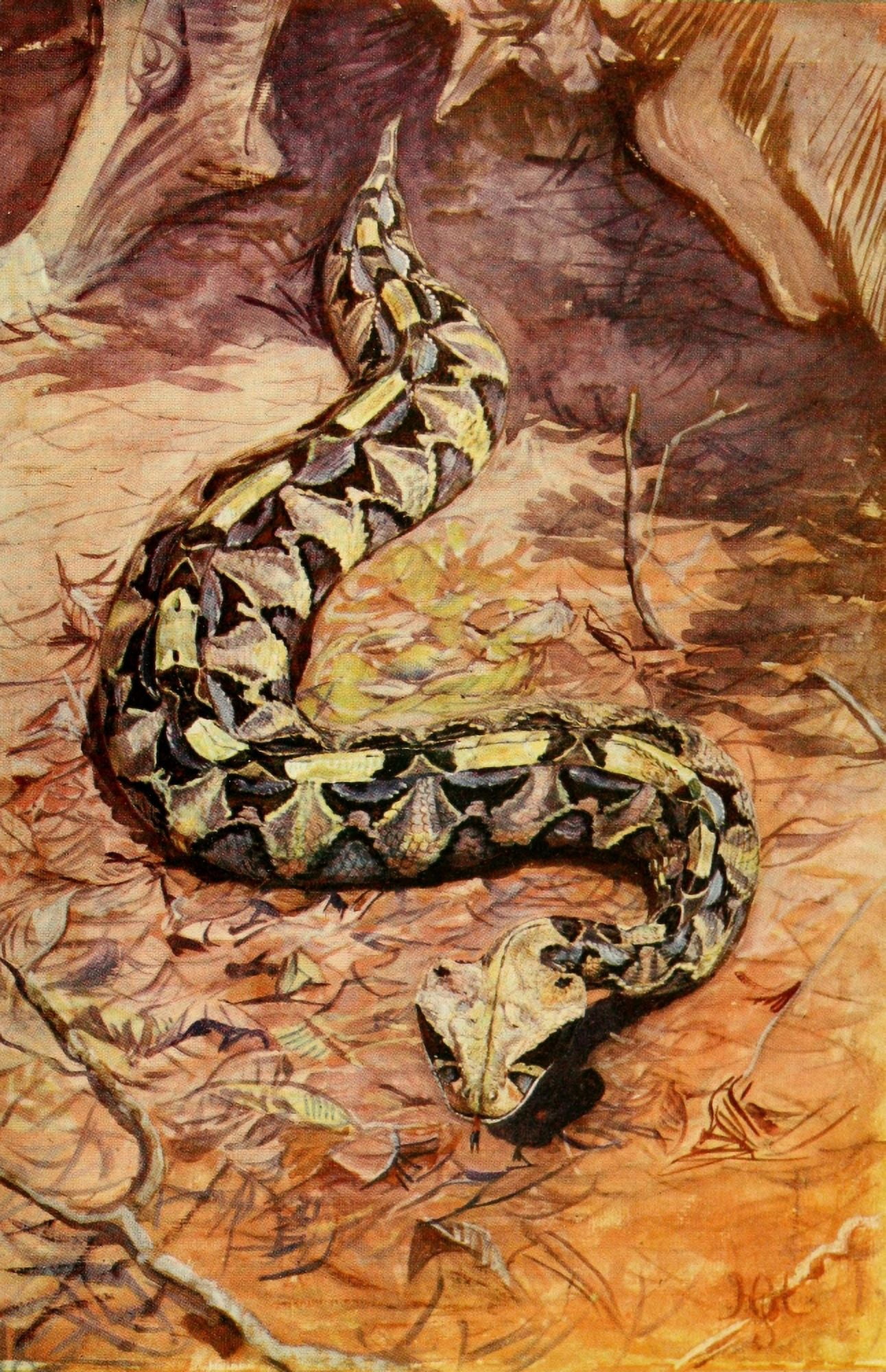 The Uganda Protectorate 1902 Gaboon Puff Adder Canvas Art - Sir Harry Johnston (18 x 24)