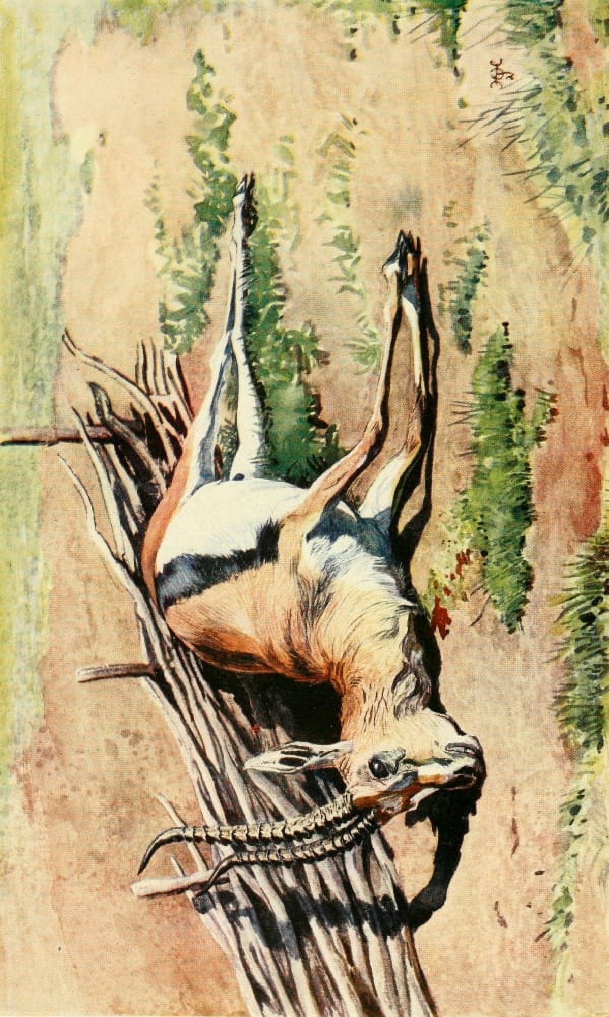 The Uganda Protectorate 1902 Gazella Thomsoni Canvas Art - Sir Harry Johnston (18 x 24)