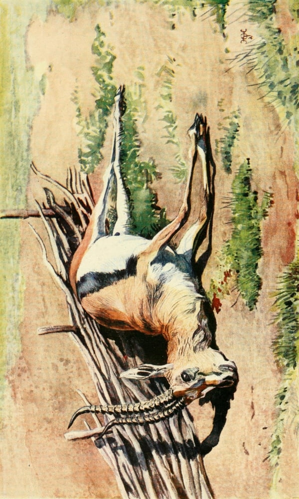 The Uganda Protectorate 1902 Gazella Thomsoni Canvas Art - Sir Harry Johnston (24 x 36)