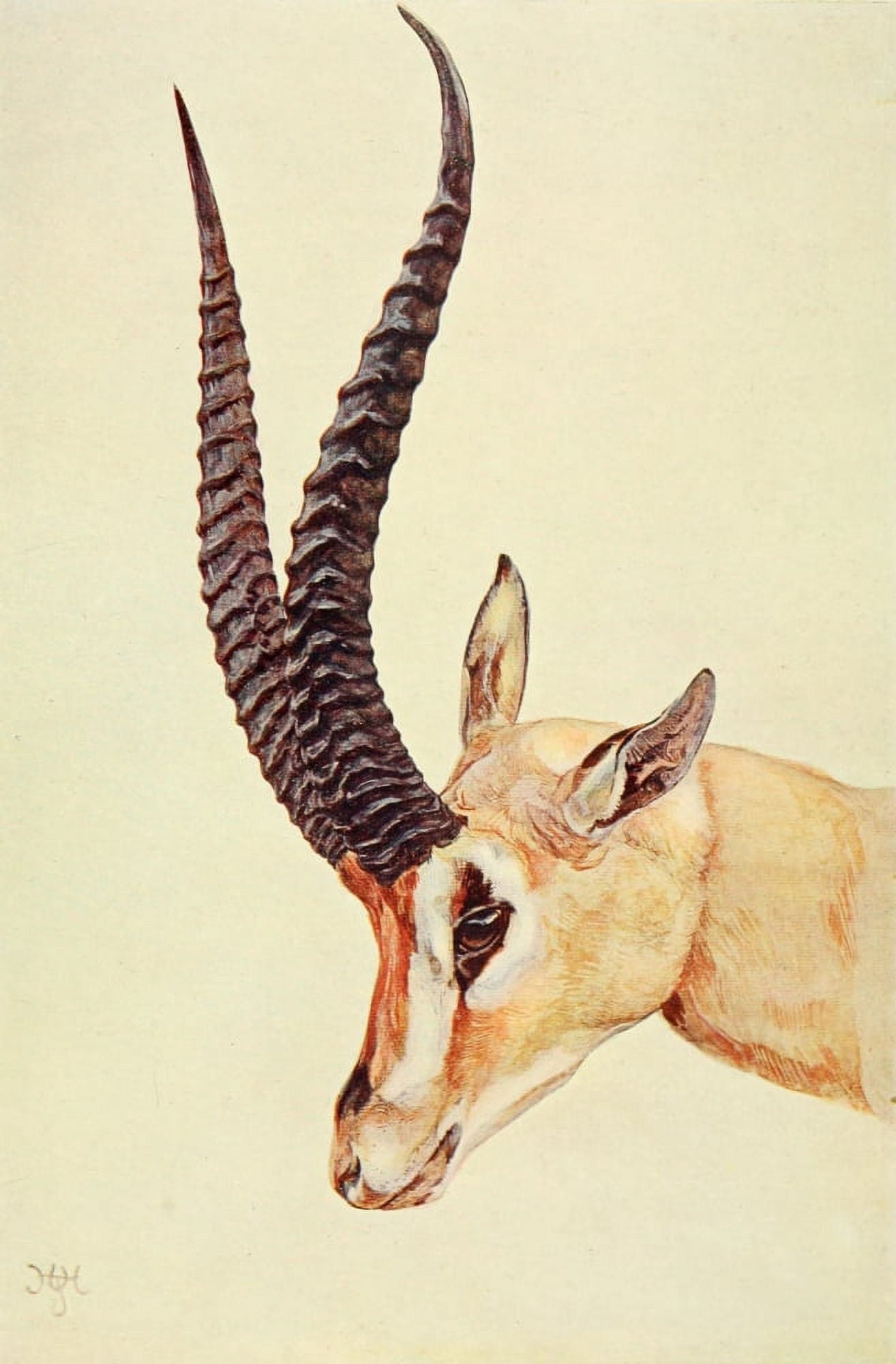 The Uganda Protectorate 1902 Grants Gazelle Canvas Art - Sir Harry Johnston (24 x 36)