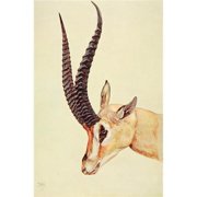 The Uganda Protectorate 1902 Grants Gazelle Poster Print by Sir Harry Johnston - 18 x 24