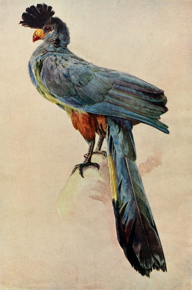 The Uganda Protectorate 1902 Great blue plantain-eater Canvas Art - Sir Harry Johnston (24 x 36)