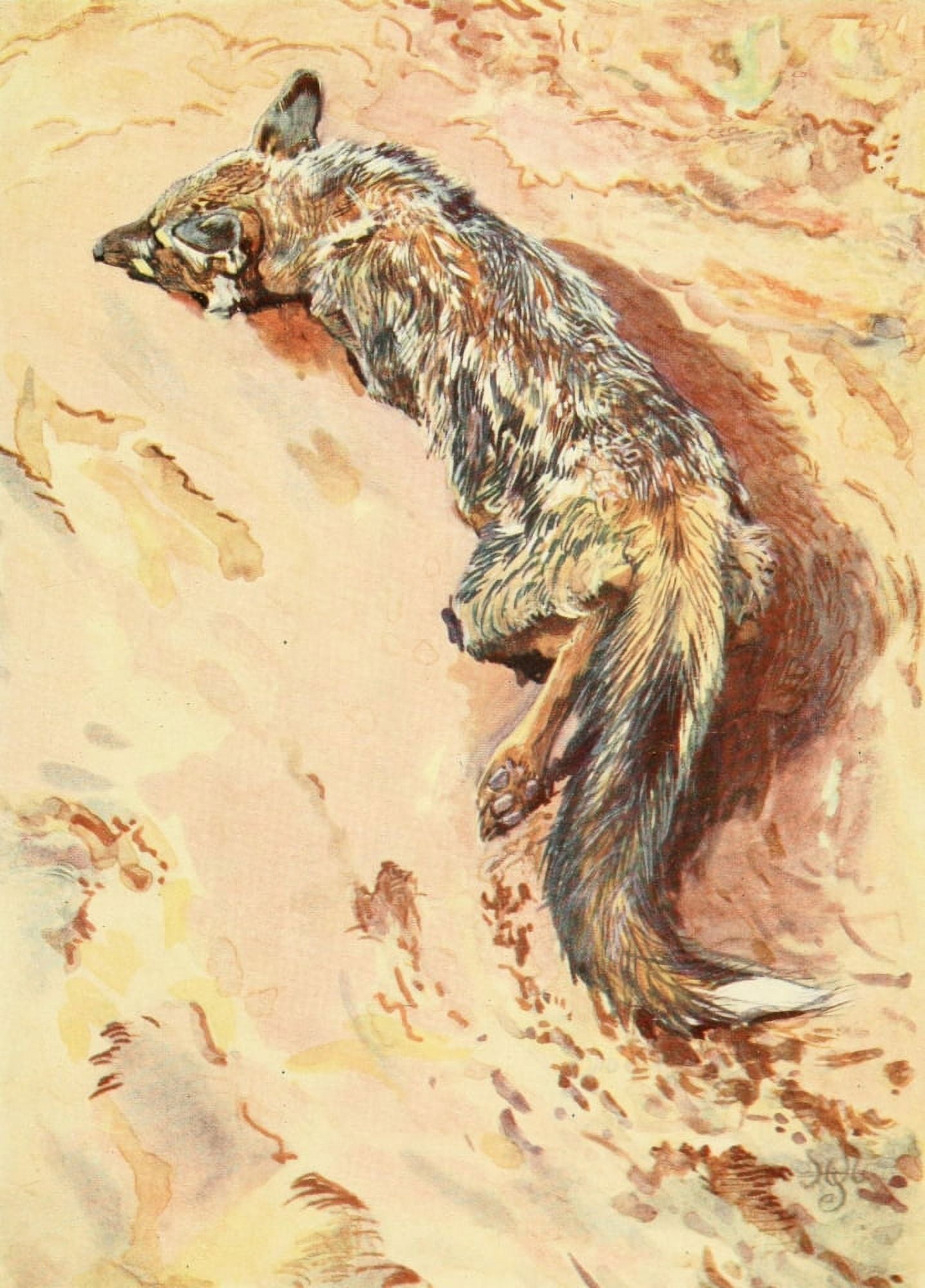 The Uganda Protectorate 1902 Jackal of Uganda Canvas Art - Sir Harry Johnston (24 x 36)