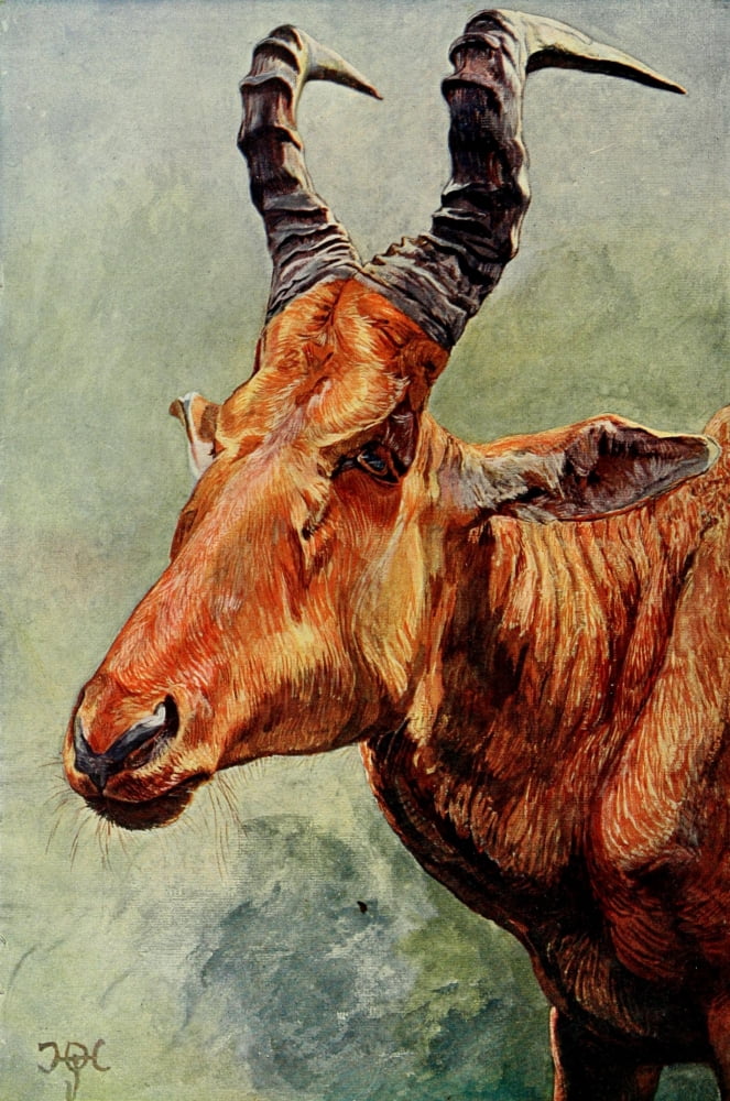 The Uganda Protectorate 1902 Jacksons Hartebeest Canvas Art - Sir Harry Johnston (18 x 24)